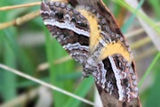 Chrysolarentia vicissata Moth (Chrysolarentia vicissata)